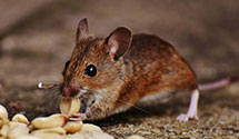 24 Hour & Emergency Exterminators in Maxatawny, PA